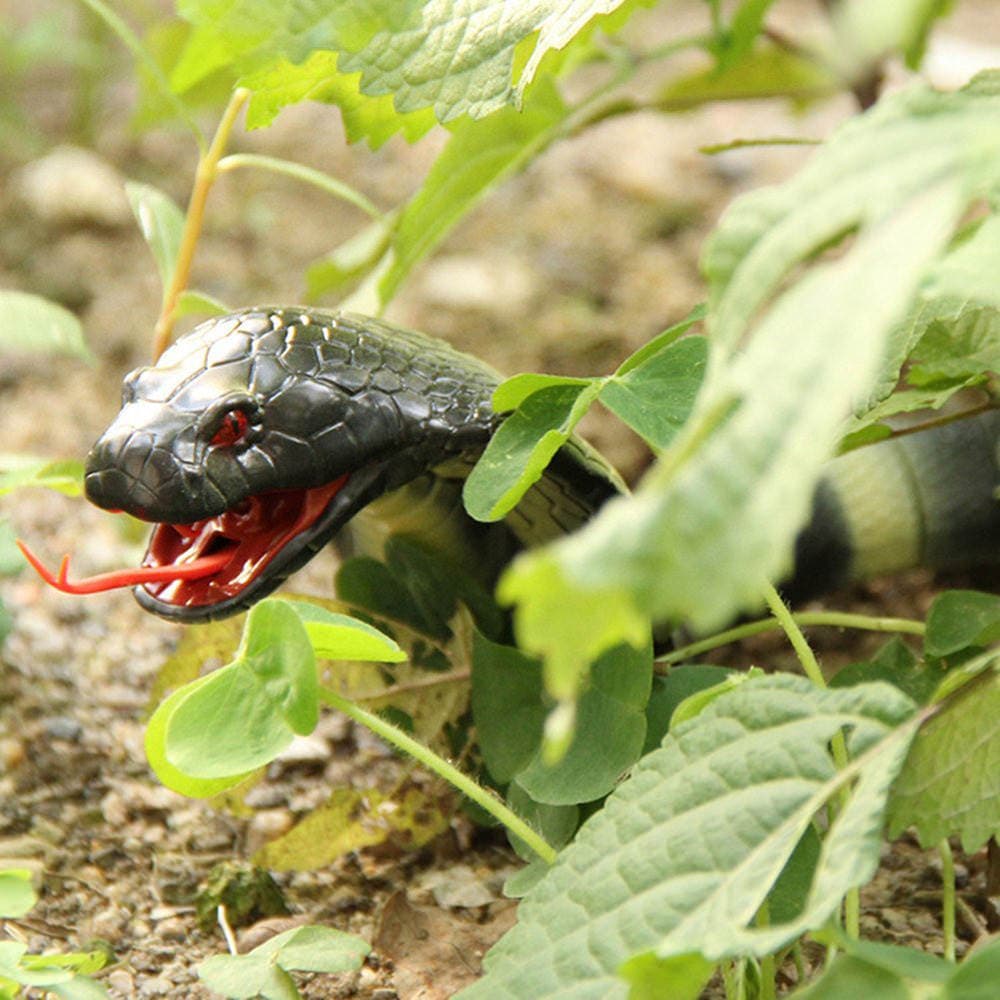 Naja Cobra